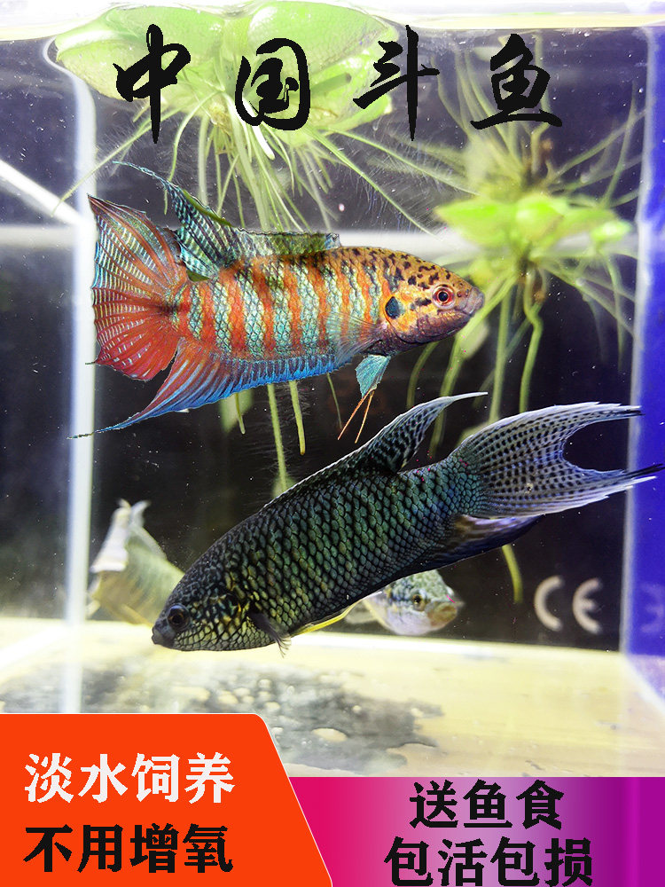 冷水淡水普叉蓝系混养观赏斗鱼