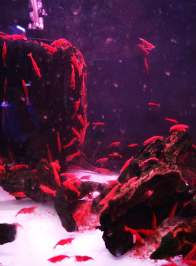 淡水观赏虾清洁套餐黑壳虾蓝宝石除藻冷水活体虾宠物极火草缸鱼缸
