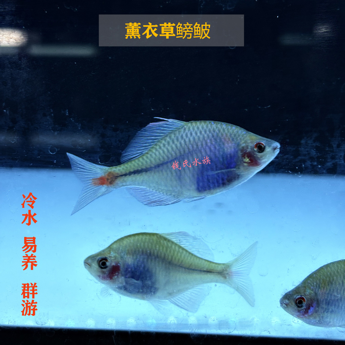 冷水群游鱼薰衣草鳑鲏鱼淡水不加热除藻好养高体鳑鲏溪流缸原生鱼