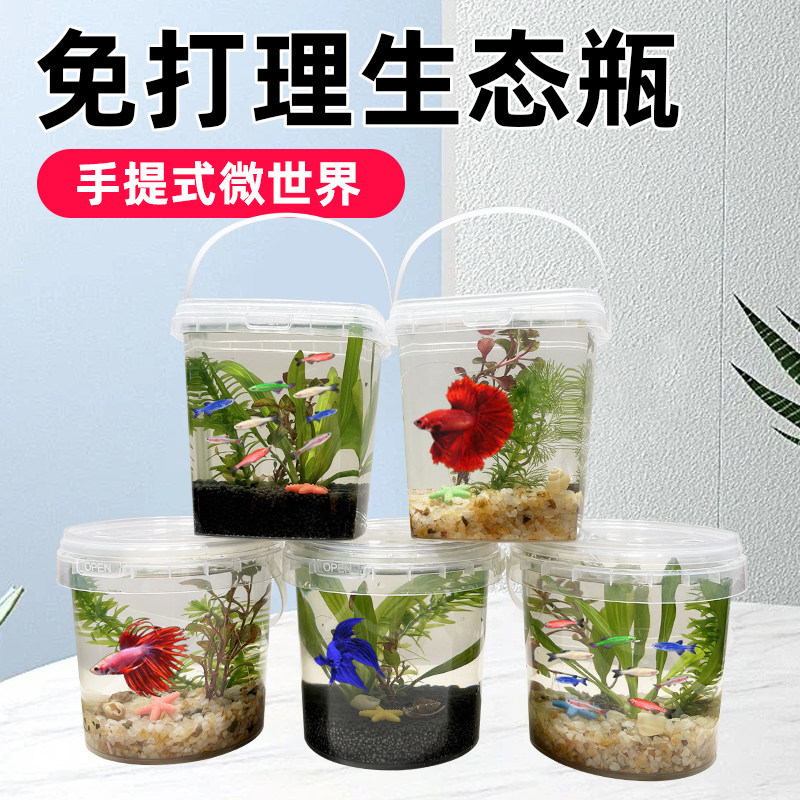 自制小鱼生态瓶DIY手提塑料冷水淡水观赏鱼虾螺真水草活体微景观