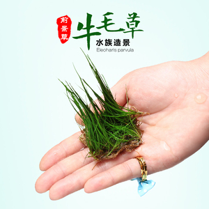 水族箱造景 真水草 鱼缸水草 牛毛毡 前景草