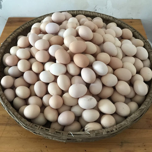 新鲜鸡蛋正宗农家山林