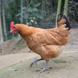 散养土鸡正宗农家山林放养老母鸡走地鸡大公鸡笨草鸡固始鸡月子鸡