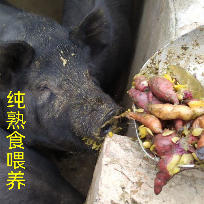 新鲜猪肉农村喂熟食土猪肉满山跑黑土猪订金100拍下备注部位