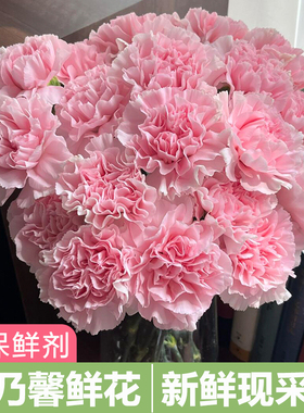 康乃馨鲜花云南基地直发昆明直批520花束水培花卉鲜花同城速递