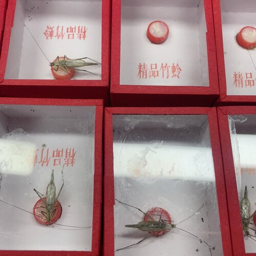 小林虫艺新到黑紫竹蛉紫竹蛉活体鸣虫竹蛉