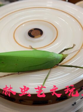 海南大个素背肘隆螽鸣虫声音鸟叫活体冬季发货需拍保温箱暖宝宝