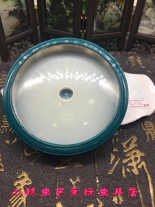 小林虫艺进口料身整挖大黄蛉万体虫具活体鸣虫虫具大黄蛉小黄蛉