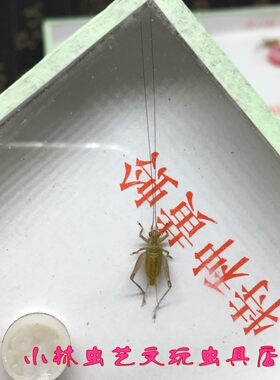 小林新到大黄蛉产地直销安徽大黄蛉汊口石志明大黄蛉活体鸣虫