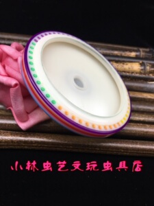 小林虫艺新品自产彩色高贵紫彩条纹黄蛉万体养大黄蛉尺寸92*20mm