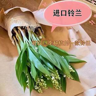 （现货）进口铃兰花苗盆栽浓香型花卉室内外阳台好养活办公桌摆放