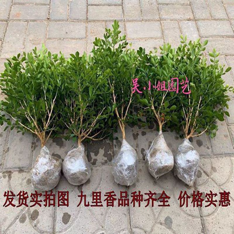 九里香盆栽带花苞独杆树桩室内外阳台净化空气四季好养植物包邮