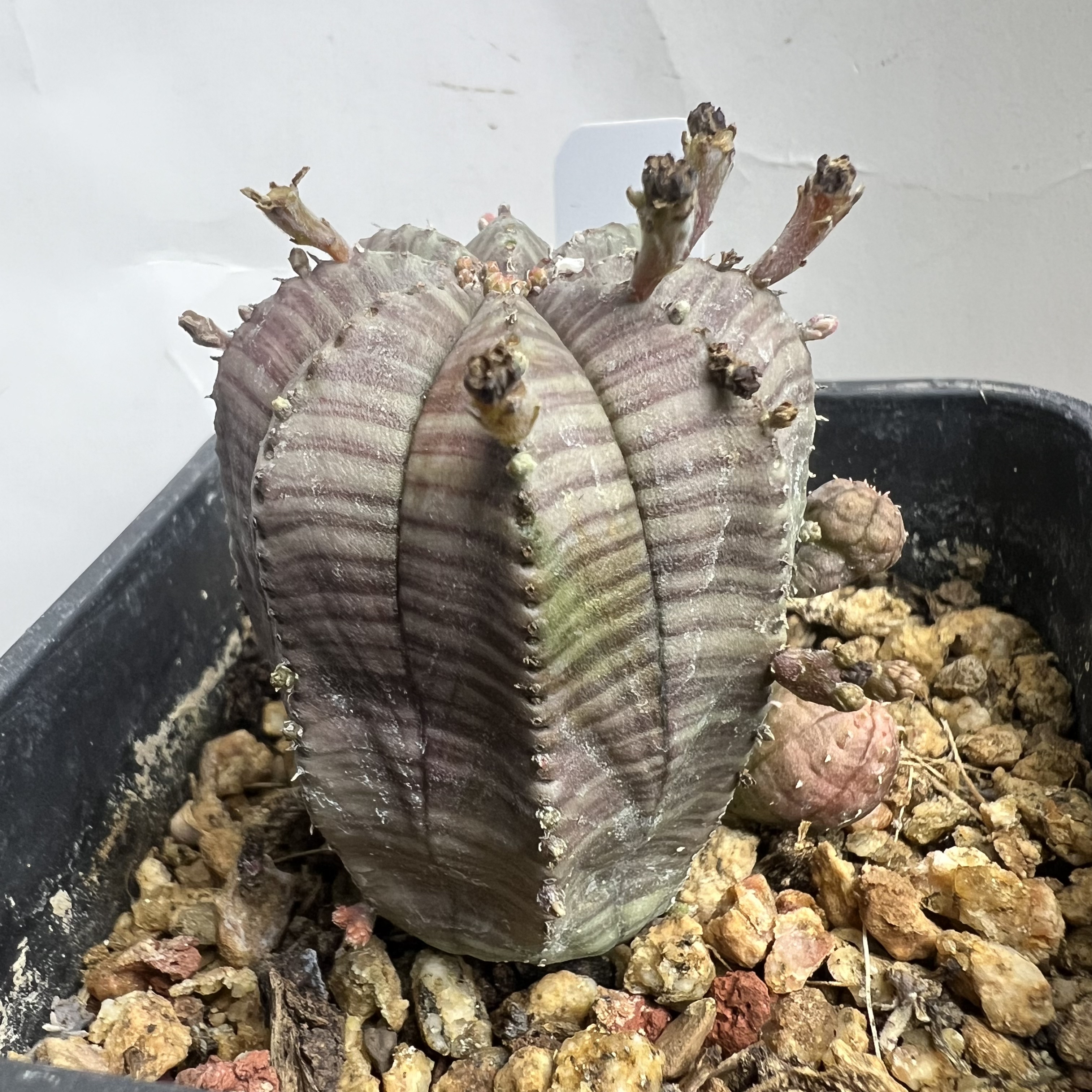 彩布纹球实生大戟防辐射仙人球块根多肉植物绿植盆栽花卉龙舌兰