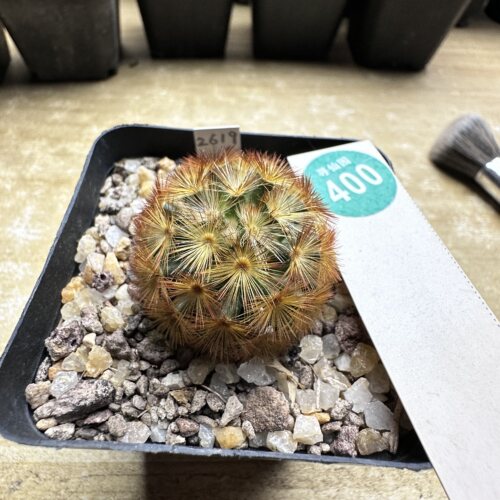 28实生佛头嘉文丸3.5cm