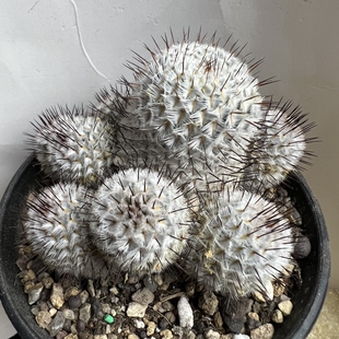 直刺佩雷群实生防辐射仙人球块根多肉植物绿植盆栽花卉龙舌兰