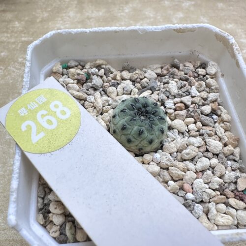 28实生苹果绿丽丸1.8cm