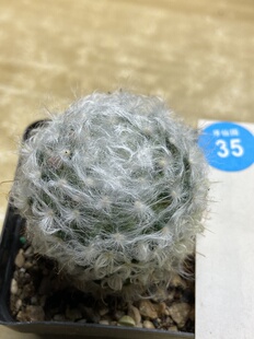 2实生浓毛白云高砂一颗仙人球