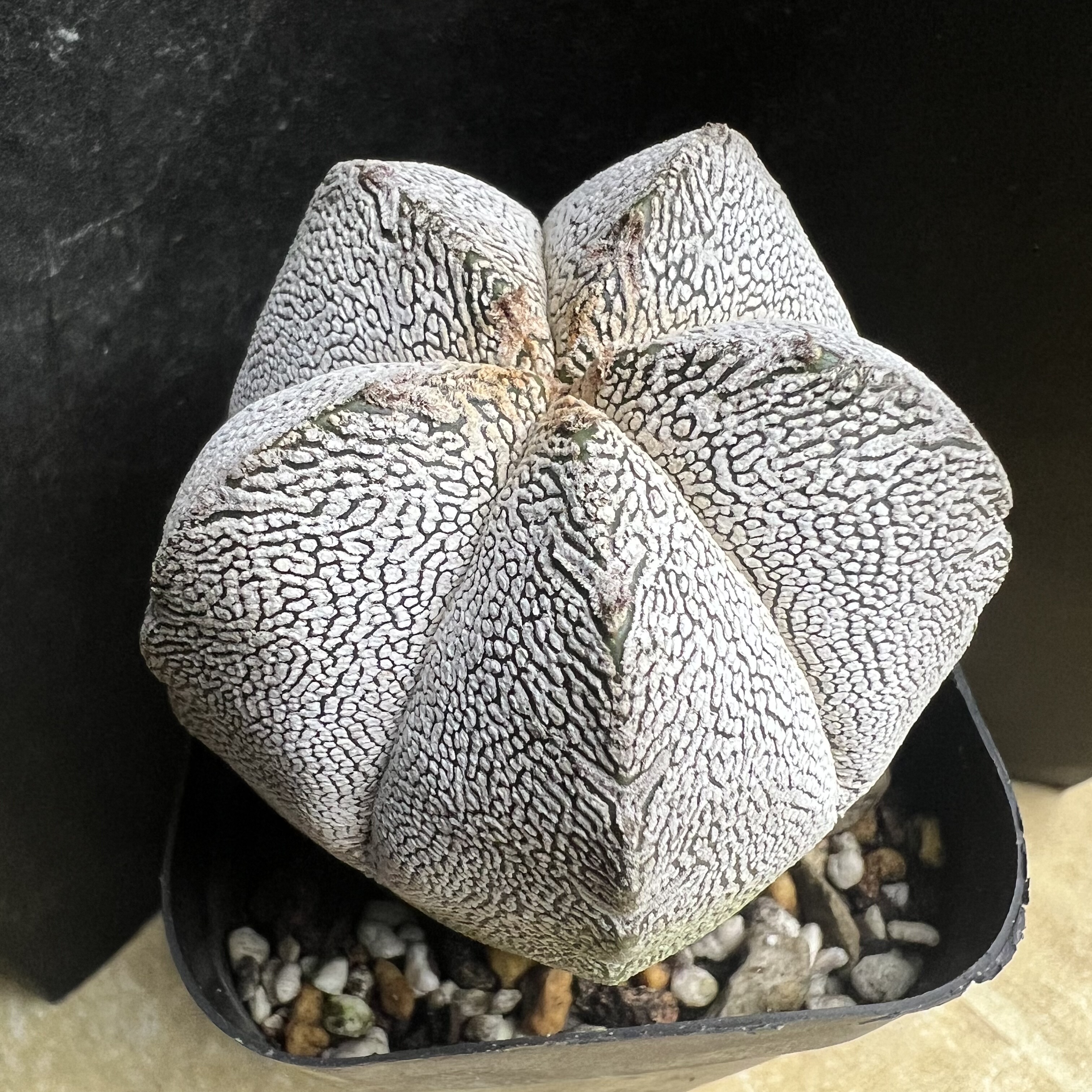 特白恩冢鸾凤玉实生仙人球块根多肉植物绿植盆栽花卉龙舌兰卧牛