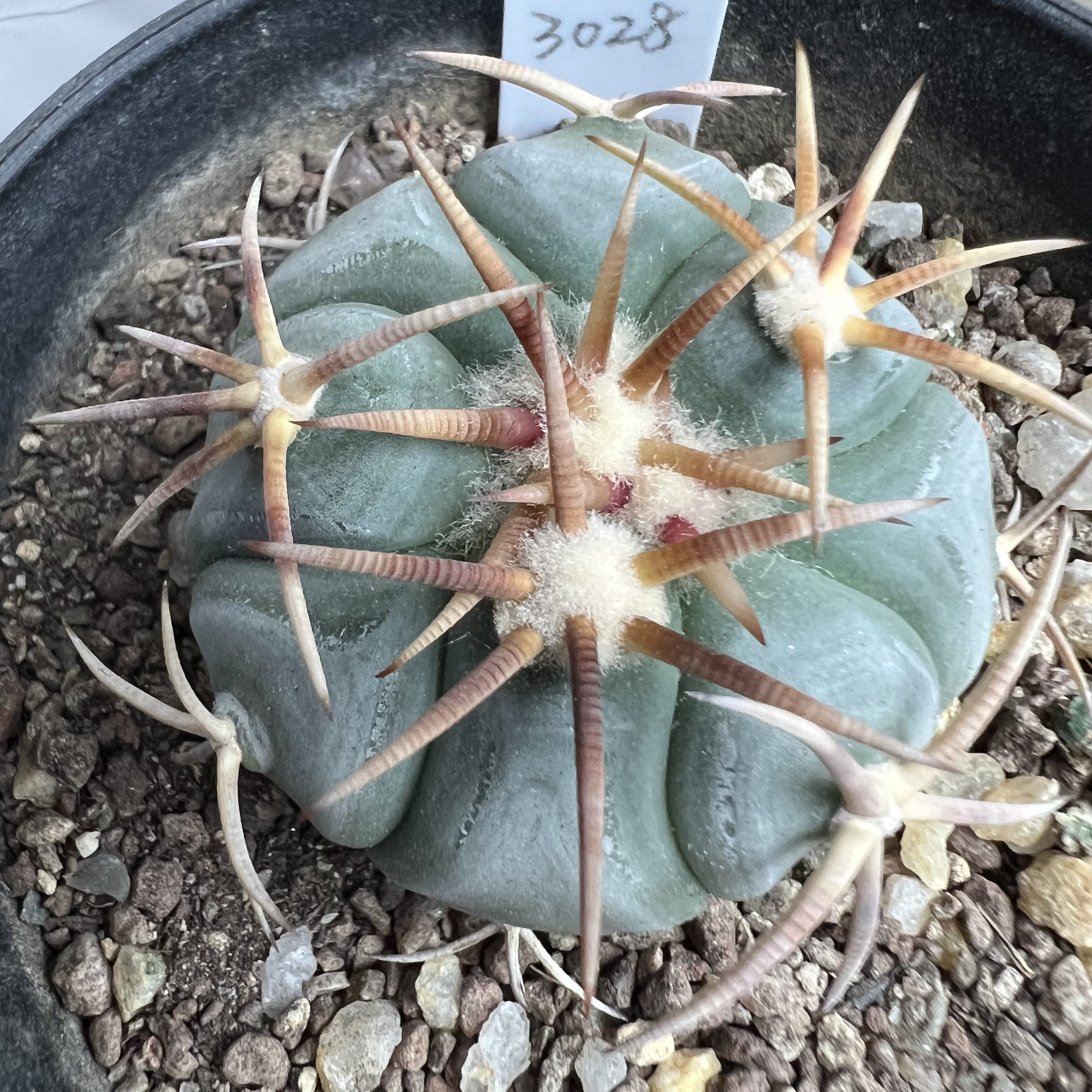 翠平丸实生防辐射仙人球块根多肉植物绿植盆栽花卉龙舌兰