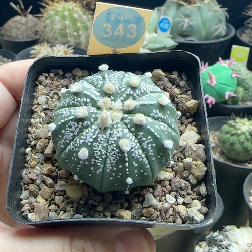 24实生连线鸾凤奇迹兜4.6cm