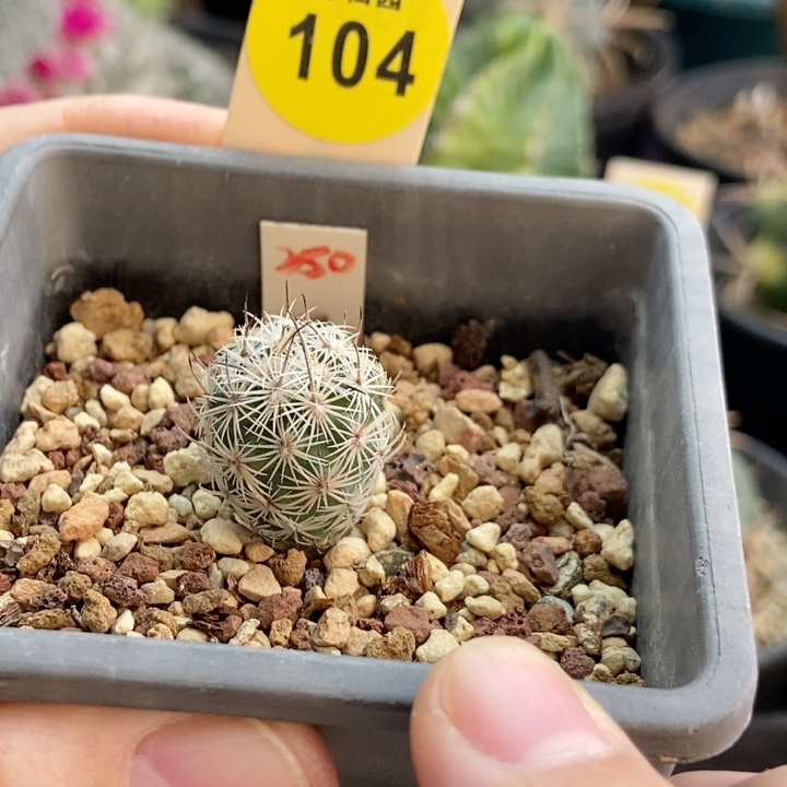 1实生带中刺滕荣丸1.7cm