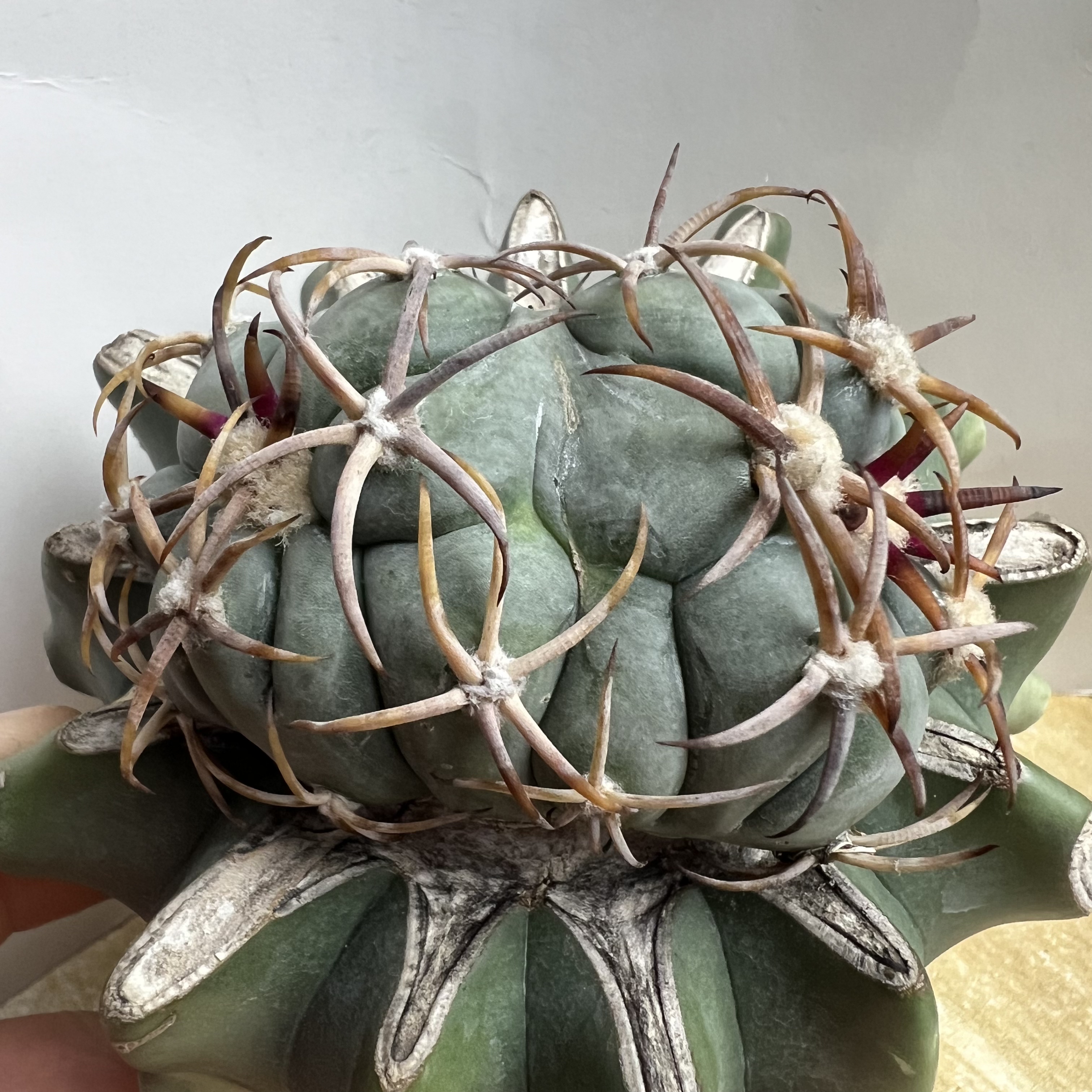 花王平丸锦巨鸠嫁接已经修根防辐射仙人球块根多肉植物绿植盆栽