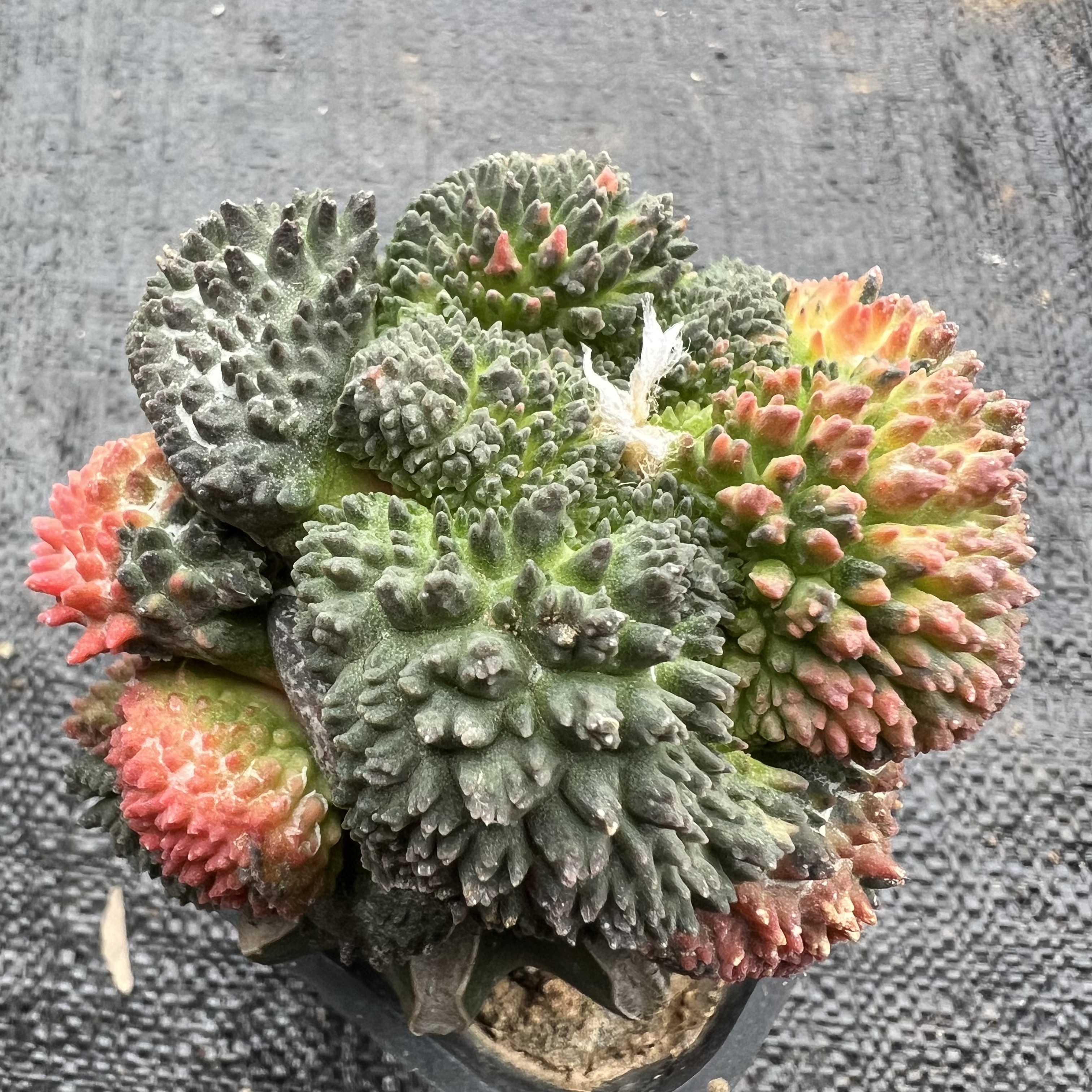 菜花牡丹散斑锦草球嫁接防辐射仙人球块根多肉植物绿植盆栽花卉