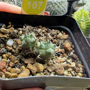 13实生双头碳刺升云龙娇丽