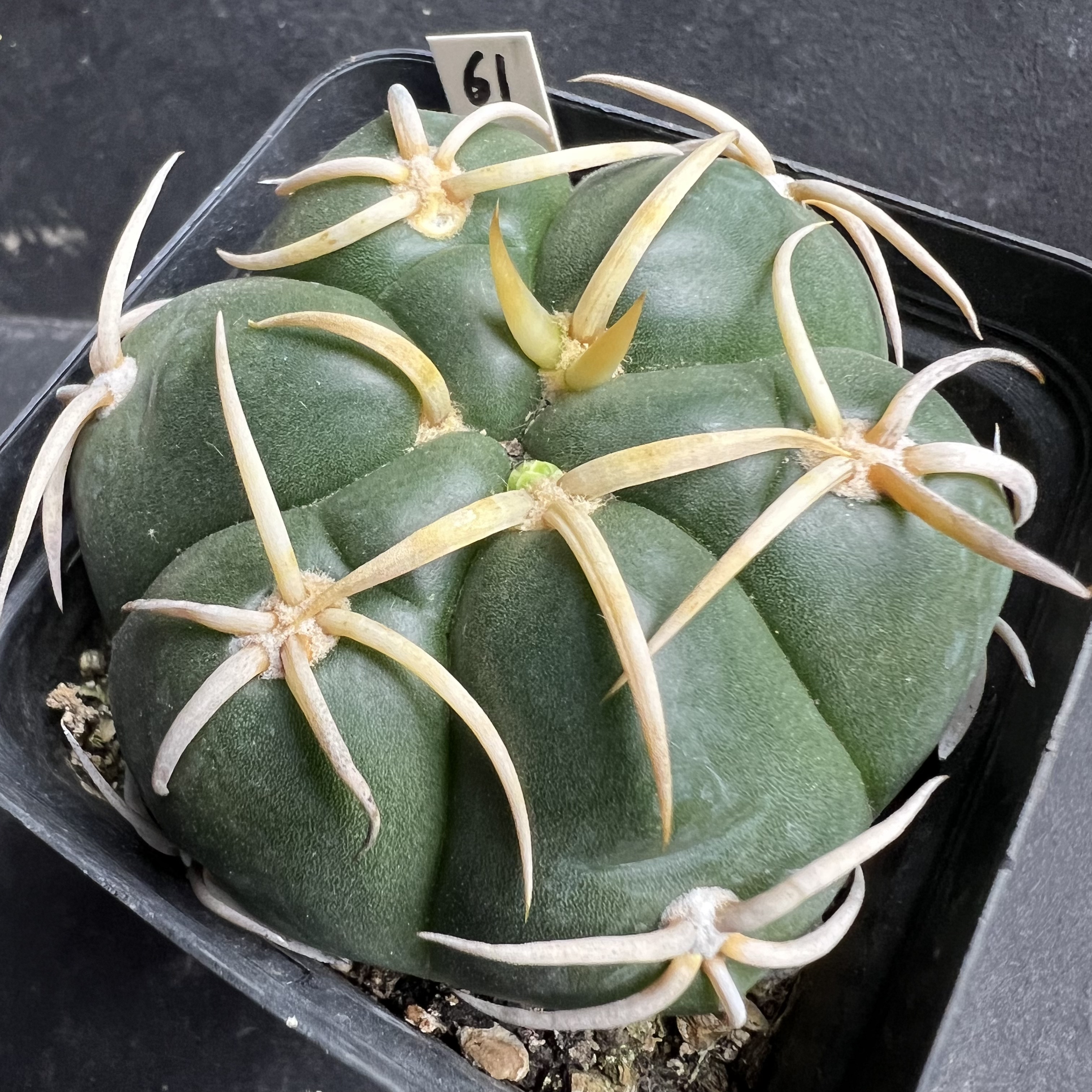 选拔粗刺海王防辐射仙人球块根多肉植物绿植盆栽花卉