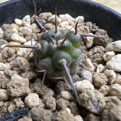 单刺守金摩天龙实生仙人球块根多肉植物绿植盆栽花卉龙舌兰