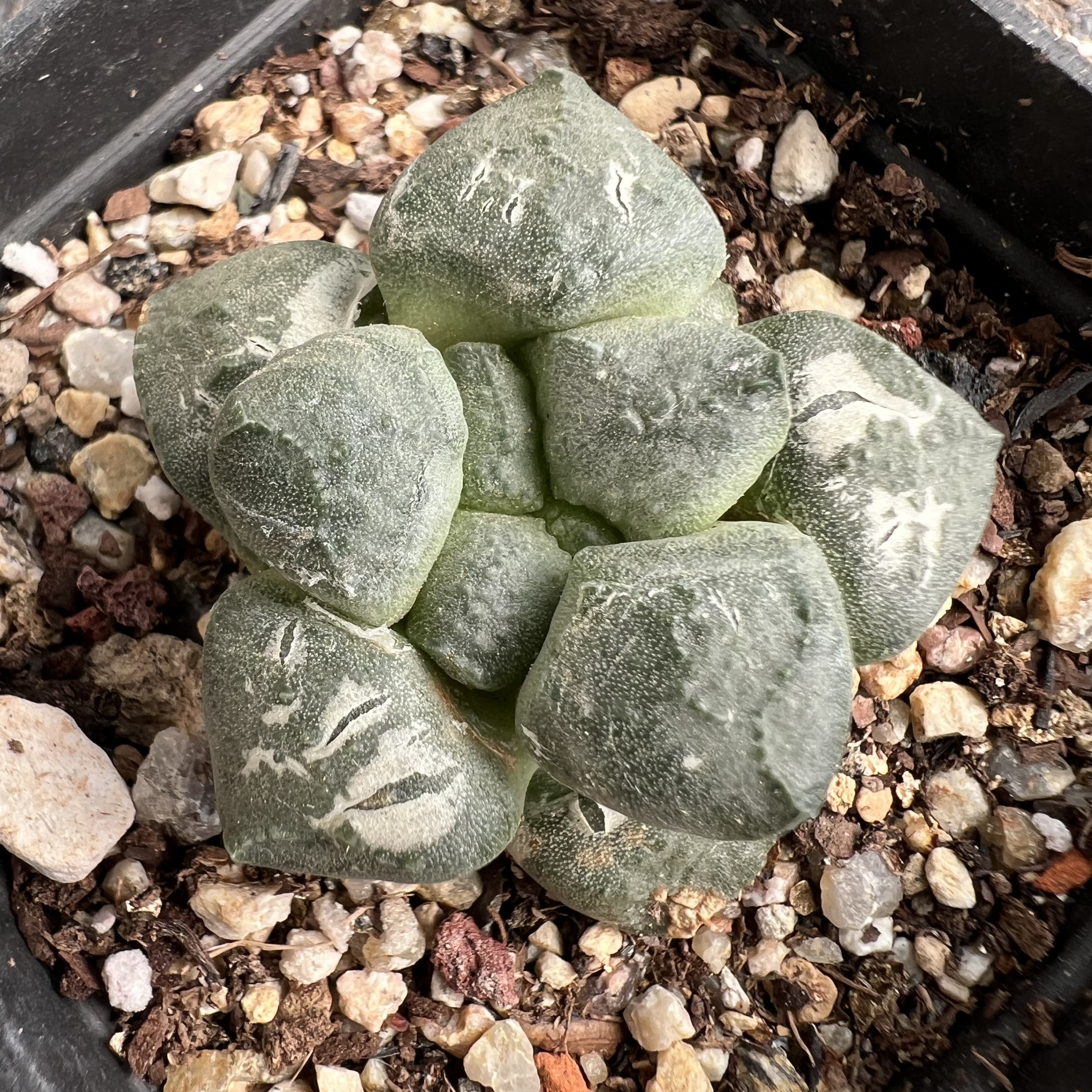 连山牡丹自根仙人球块根多肉植物绿植盆栽花卉龙舌兰卧牛