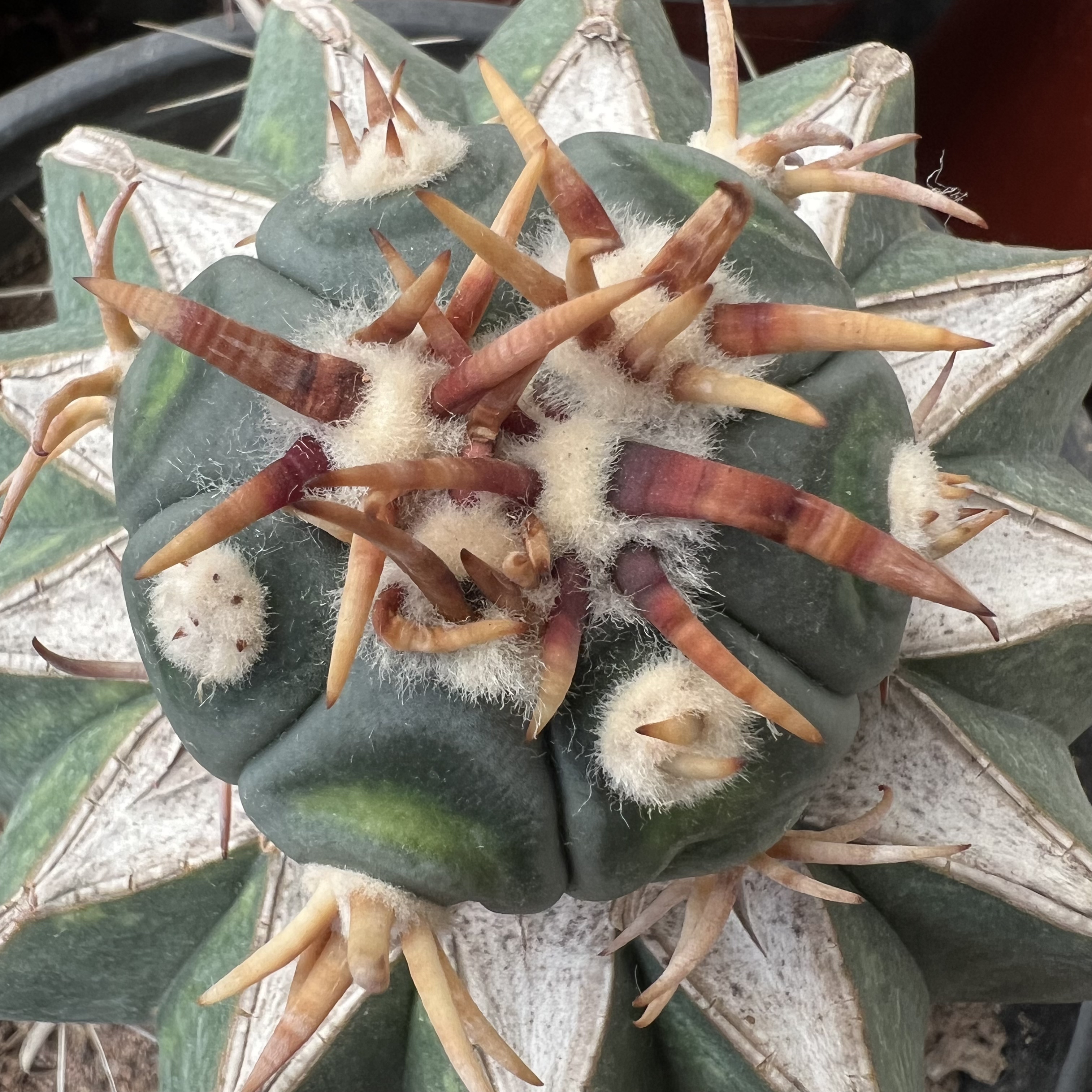 赤刺雷帝老巨鹫玉嫁接防辐射仙人球多肉植物绿植花卉龙舌兰