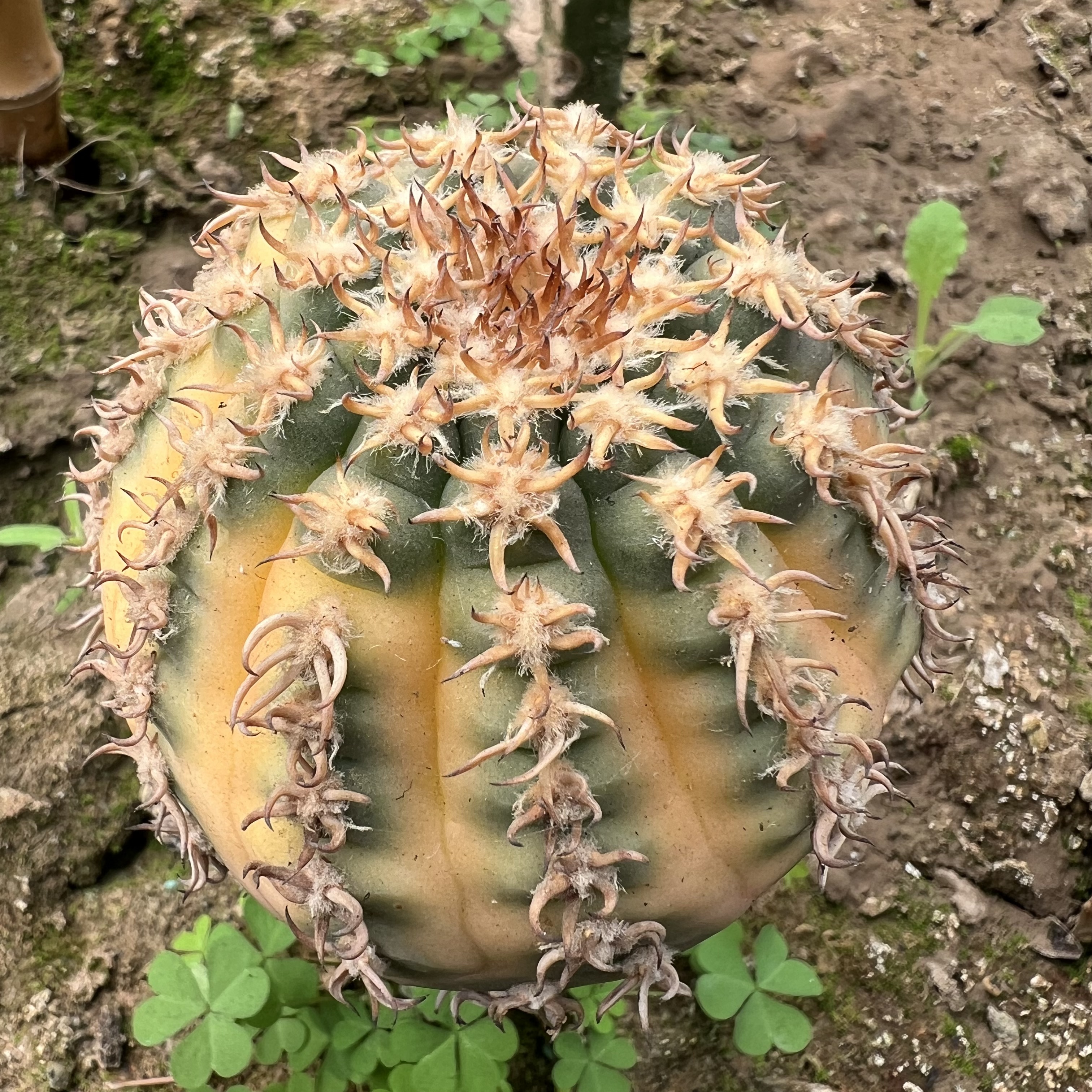 密刺猫爪锦袖蒲嫁接防辐射仙人球多肉植物绿植花卉龙舌兰