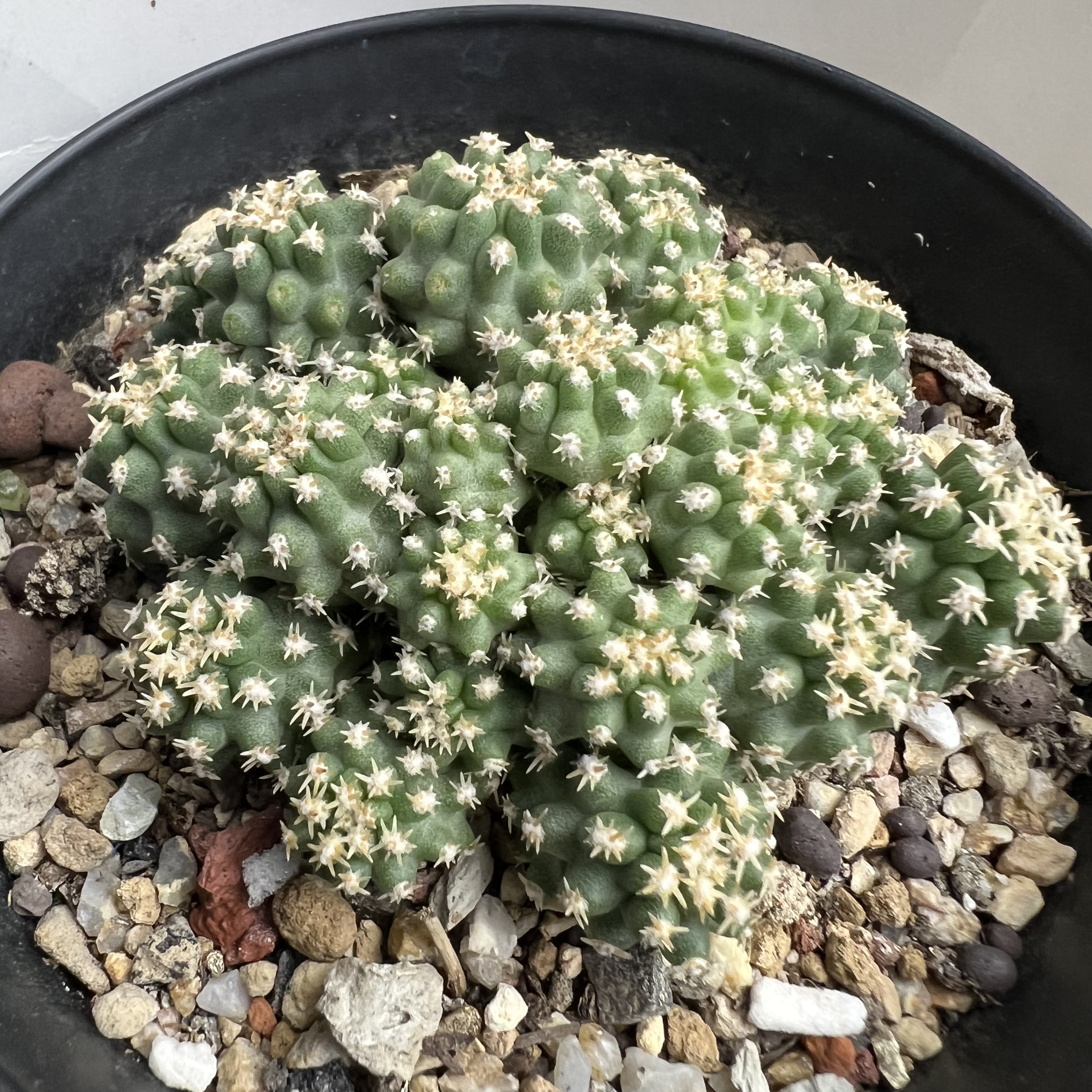 短豪刺七巧柱老群实生仙人球块根多肉植物绿植盆栽花卉龙舌兰