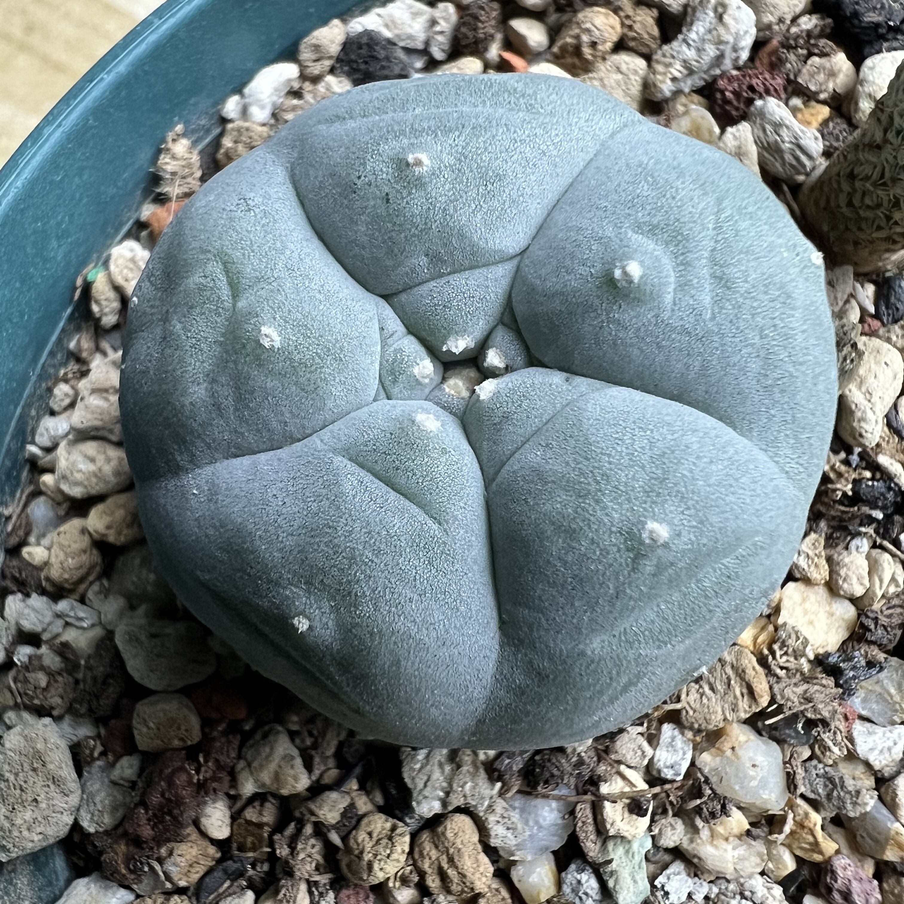 大疣螺旋肋骨海鲜实生仙人球块根多肉植物绿植盆栽花卉龙舌兰卧牛