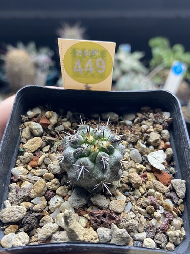 7实生上腊龙爪球黑闪玉一颗