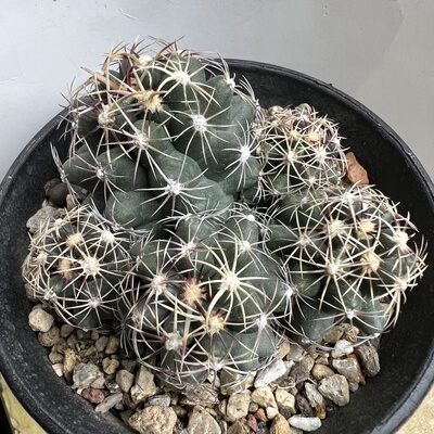 五彩大统领群实生防辐射仙人球块根多肉植物绿植盆栽花卉龙舌兰