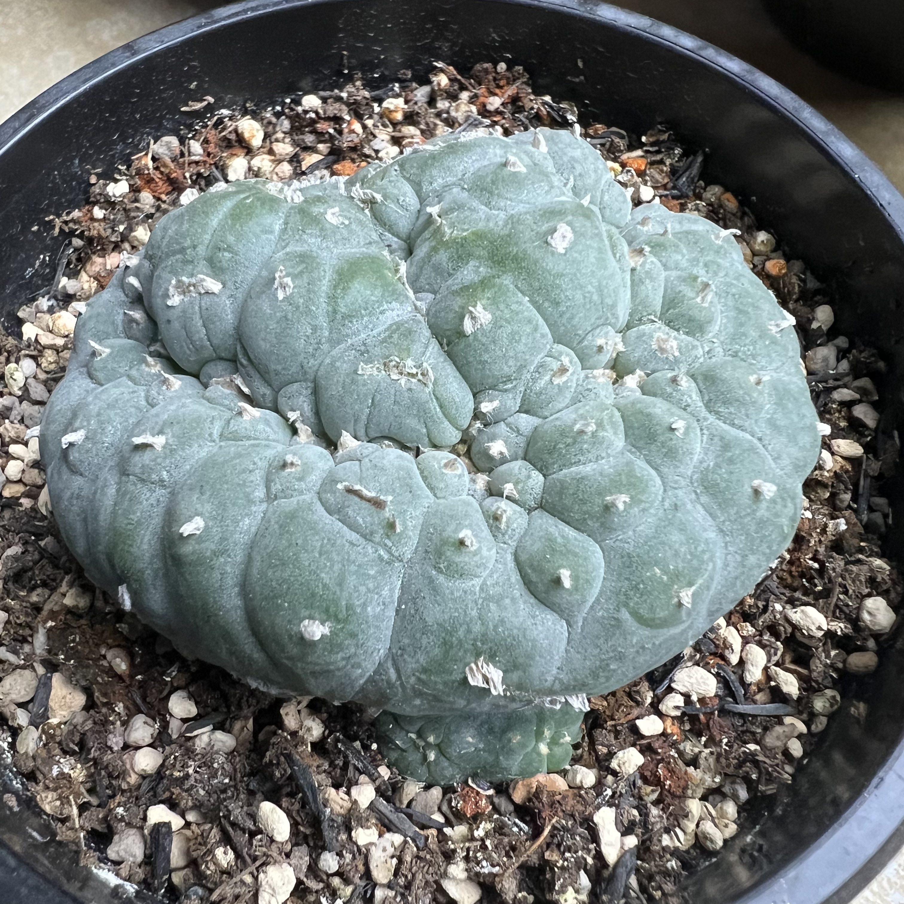 萝卜根海鲜缀化防辐射仙人球块根多肉植物绿植盆栽花卉