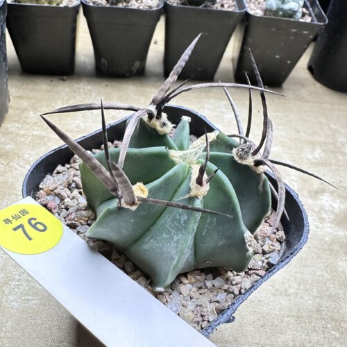 28实生水牛角豪刺大凤玉6cm