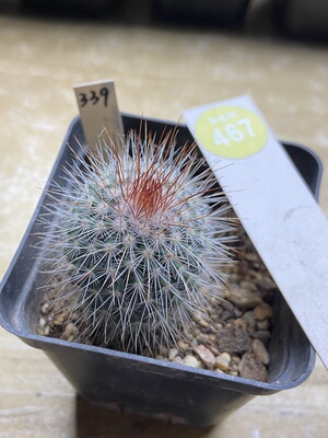 31实生绯泉变种3.3cm