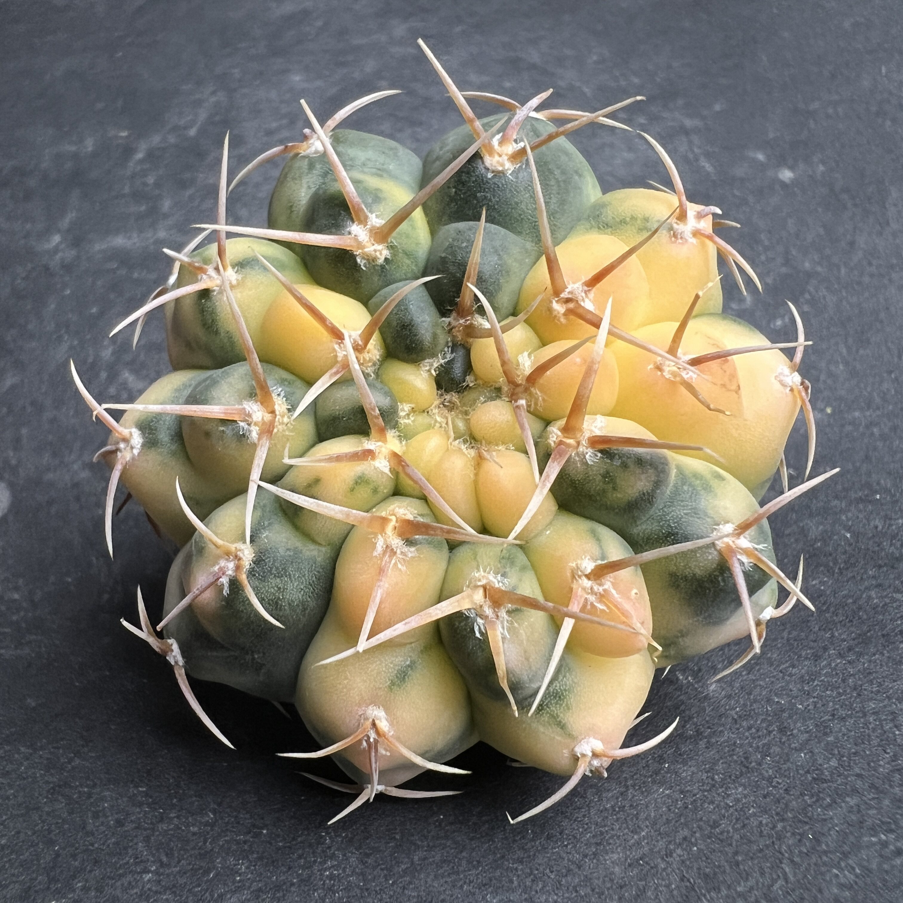 选拔极上斑守殿玉锦实生仙人球块根多肉植物绿植盆栽花卉龙舌兰