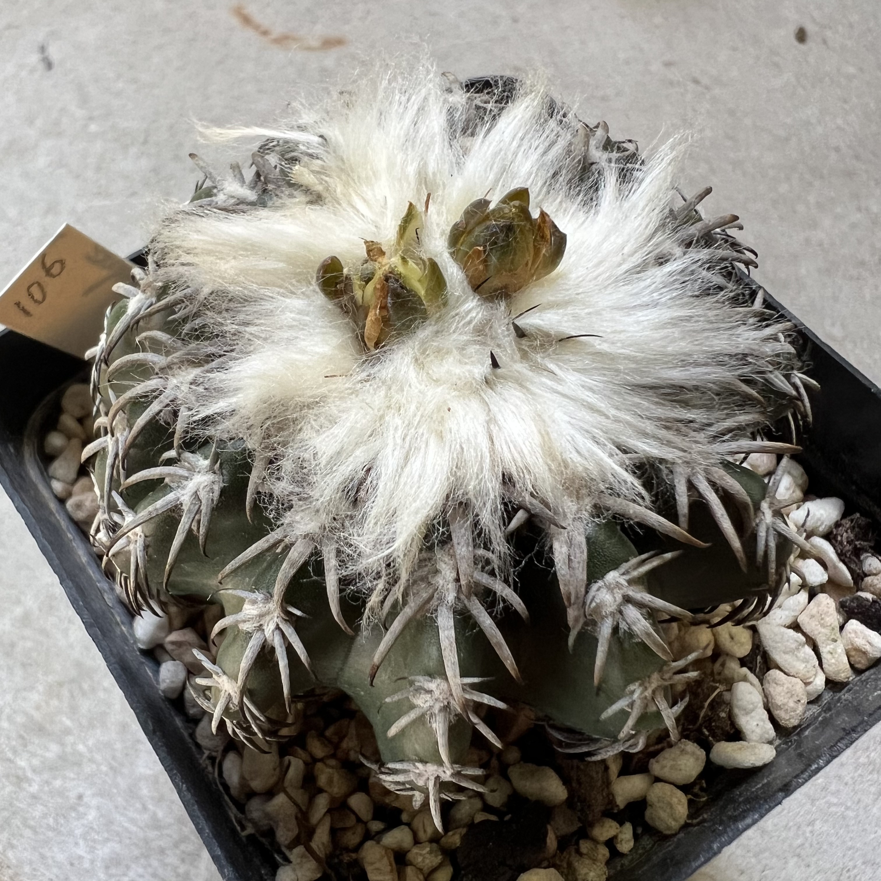 云顶奇特圆盘玉实生防辐射仙人球块根多肉植物绿植盆栽花卉龙舌兰