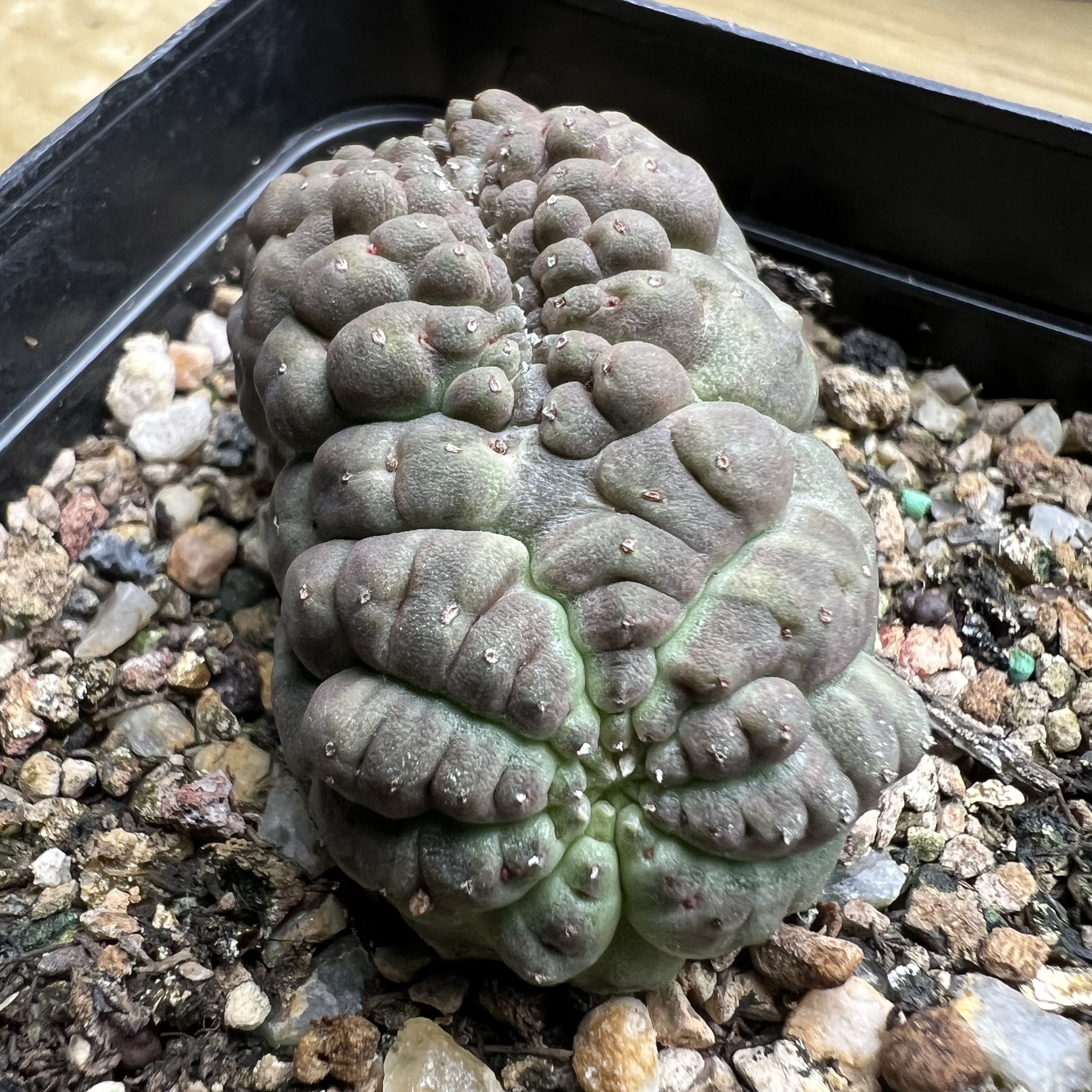 龟甲布纹球缀化自根防辐射仙人球块根多肉植物绿植盆栽花卉