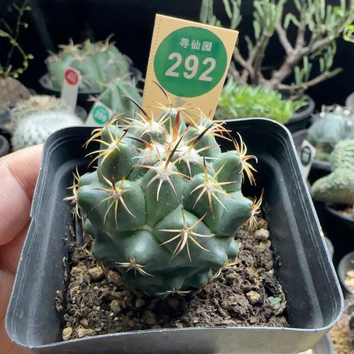 30实生顶花钢钉4cm