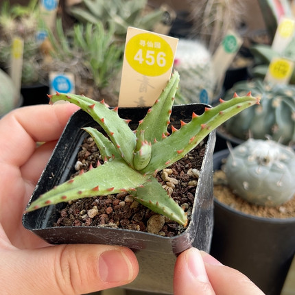 7卡萨帝芦荟一棵仙人球