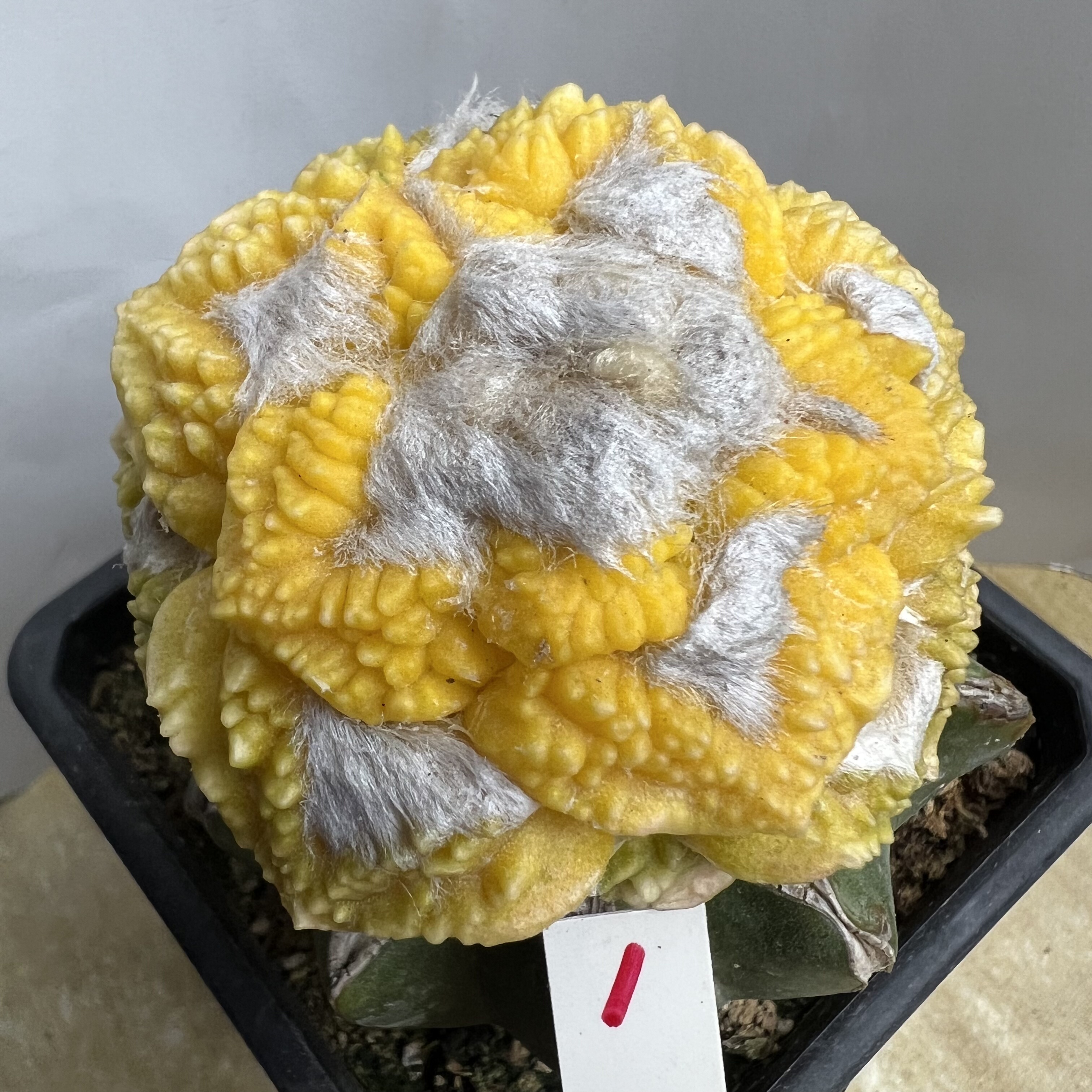 大疣龟甲牡丹锦仙人球块根多肉植物绿植盆栽花卉龙舌兰卧牛