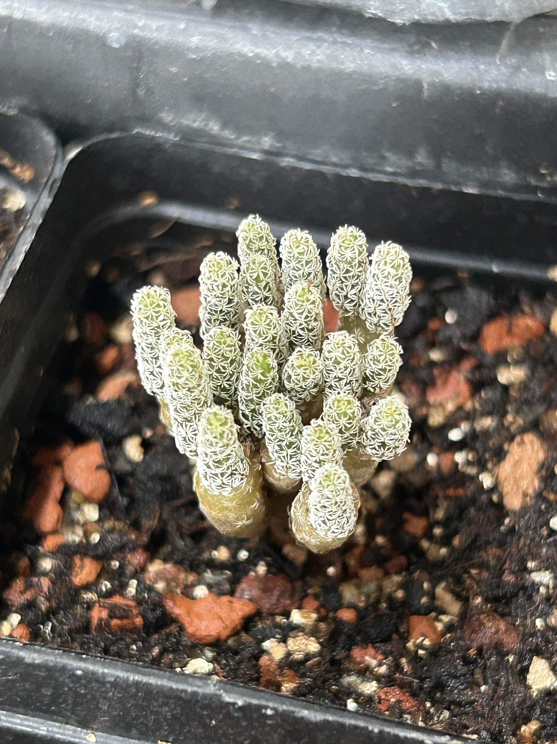 迷你牧师小人树群仙人球块根多肉植物绿植盆栽花卉龙舌兰