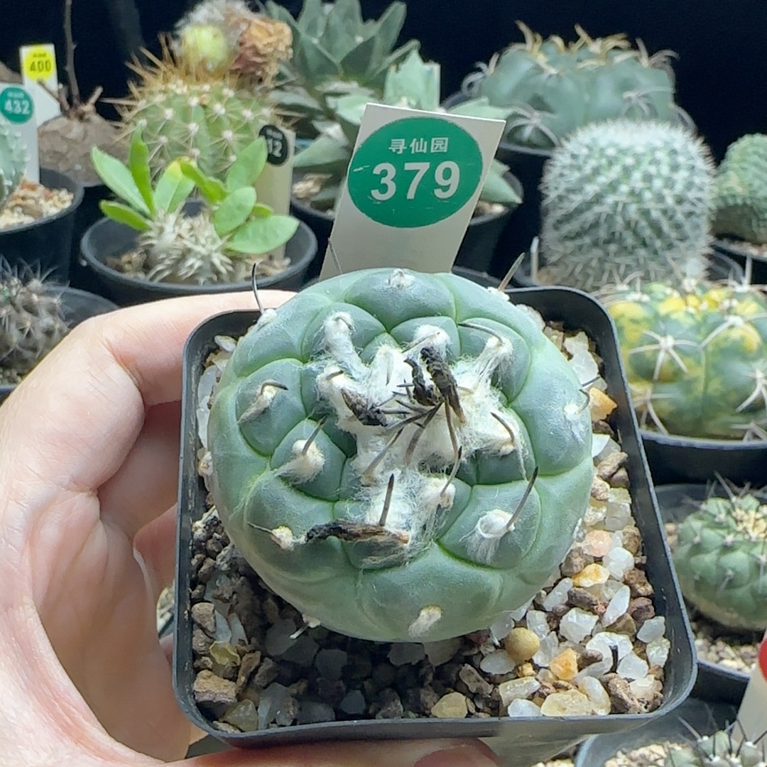 21实生长刺老冬云娇丽5.2cm