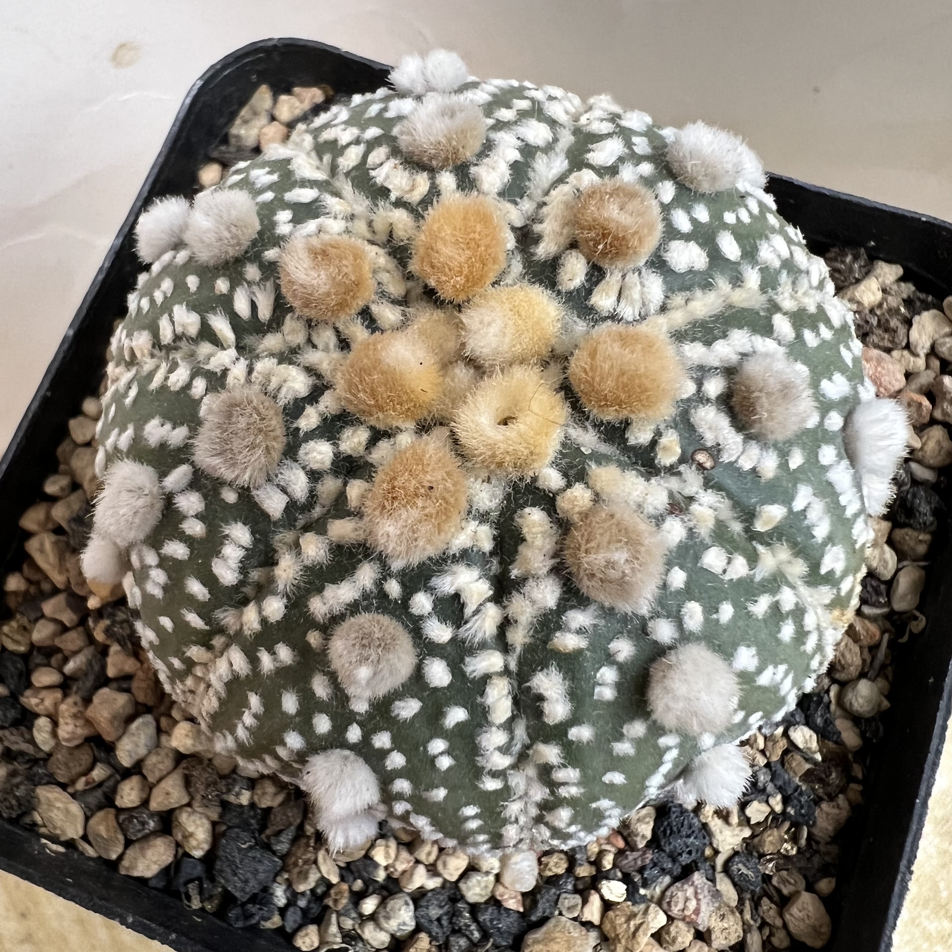 花园兜实生仙人球块根多肉植物绿植盆栽花卉龙舌兰