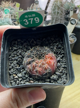 7实生瑞昌玉锦3cm